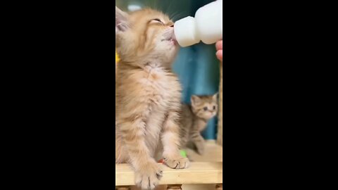 cute kitten fight for milk