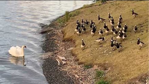 Bossy swan runs geese off lake