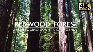 Majestic California Redwoods - Relaxing Redwood Forest Sounds