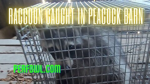 Raccoon Caught in Peacock Barn, Peacock Minute, peafowl.com