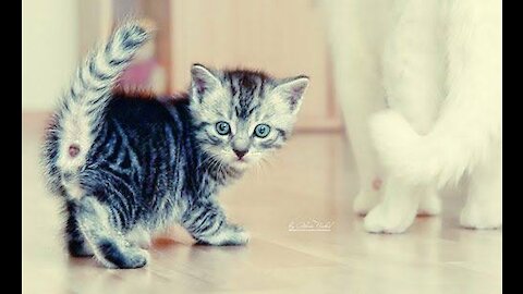 A pet kitten playing with a blanket on the sofa