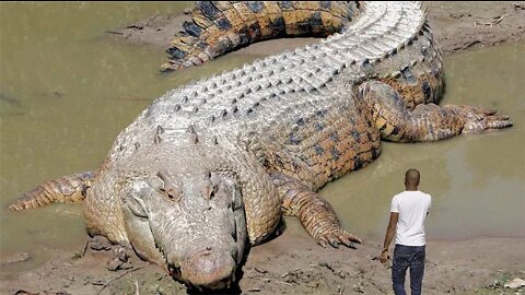 #4evergreen #largeanimals #biggest 30 Biggest Animals Ever Captured !