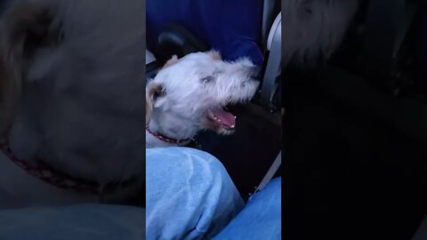 Ares Jack Russell service dog reaction to flight landing