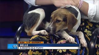 Ask the Expert: Canine testing