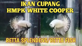Betta fish white cooper