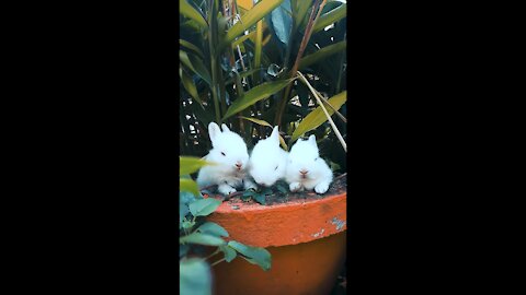 Cute Three White Rabbits Resting On A Pot With A Plant