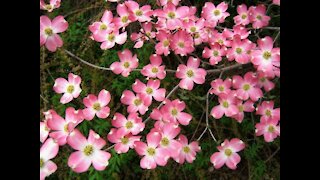 Dogwood Trees