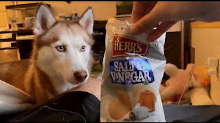 Husky Loves Salt and Vinegar Chips