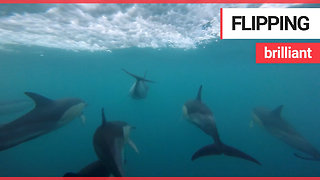 20-strong pod of dolphins swim off the British coast