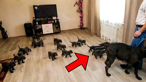 She Adopted A Pregnant Dog Who Was In Pain. What She Later Gave Birth To Shocked Everyone!