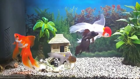 super beautiful goldfish in tank