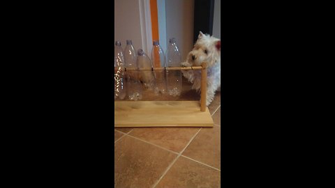 Westie Figures Out How To Solve Puzzle For Treats