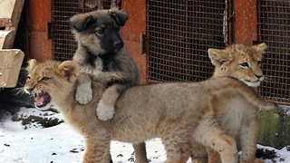 Woman Lives With Lions