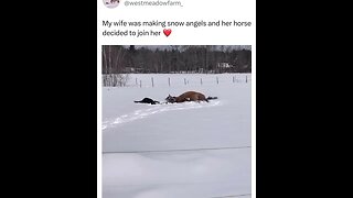 Horse tries making snow angels