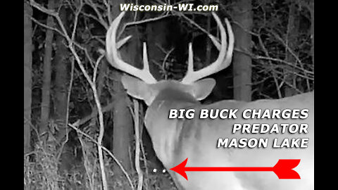 BIG 8 Point Buck Charges Predator Video Probably Coyote by Mason Lake – Landman Realty LLC