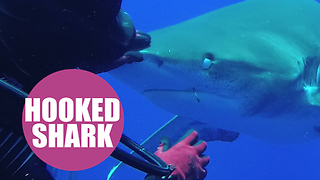 Brave diver pulls hook out of shark's mouth in amazing slow-motion video