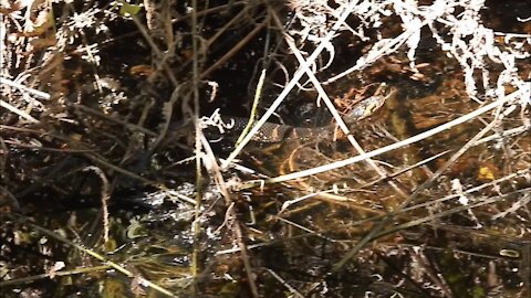 Southern Water Snake Slithering Through Swamp