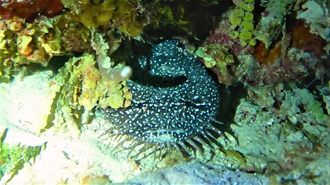 Toadfish make croaking sound that can be felt over a mile away