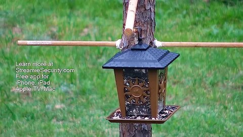 Back Yard LIVE STREAM Nature Camera by Streamie (streamie.co)