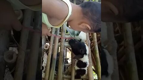 Ngasih makan kambing biara cepet gede#shorts