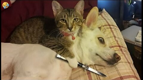 FUNNY CATS vs DOGS 🐱🐶 Best Friends or Enemies? 🐾 New Funniest Animals Videos 2023 😂
