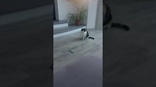 Katzen 🐈 spielen