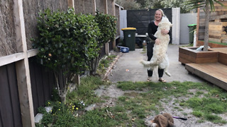 Emotional reunion between dog and owners after weeks apart