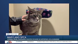 Pets up for adoption at the Maryland SPCA