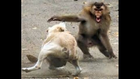 Monkey vs Dog real fight