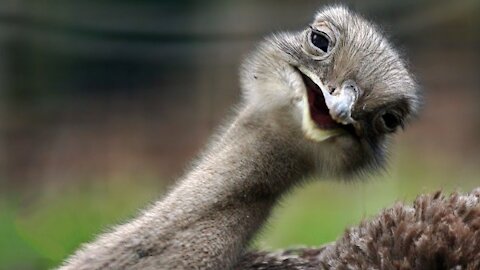 Cute, Funny Cheeky Ostrich Attacks.