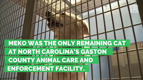 Shelter Shares Heart-Wrenching Video of Empty Kennels, Cat Nobody Wanted is Only 1 Left