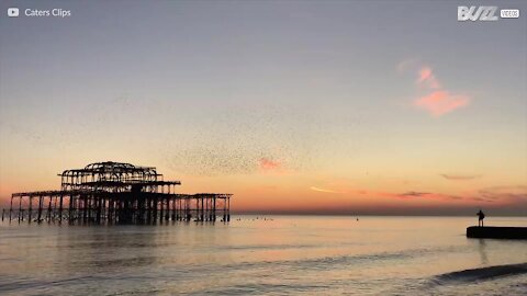 Tusentals fåglar flyger i en vacker solnedgång