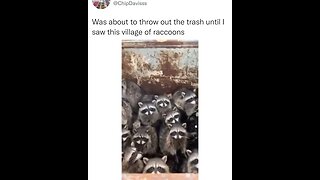These little cutie raccoons melt my heart 😍