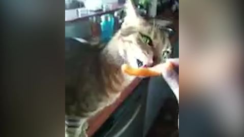"A Cat Makes Speak-Like Noises While Licking A Cheese Puff"