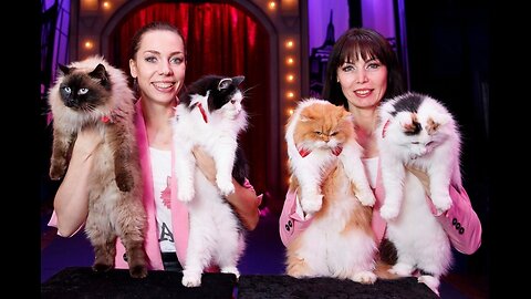 Savitsky Cats Got Talent Auditions! Amazing Cat Talent! Best Top 3 Funny Cute Animals!