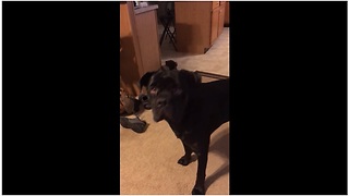 Guilty dog is sorry for his mistake
