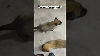 Malinois puppy pile #malinois #malinoispuppy