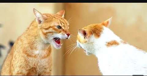 So sute cat is fight locking for videos, 💯/viral video#cat#fight#video#trandingvidro#