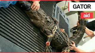 Horrifying moment a seven-foot-long alligator was pulled twisting and chomping out of a sewer