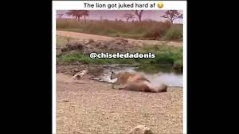 Lion gets Ankle Broken by Antellope