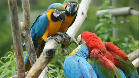 birds of paradise - rare footage of new bird of paradise species Ep: 01