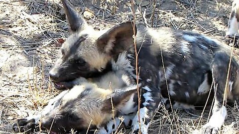 Playful wild dog puppy loves to chew his brother's ear
