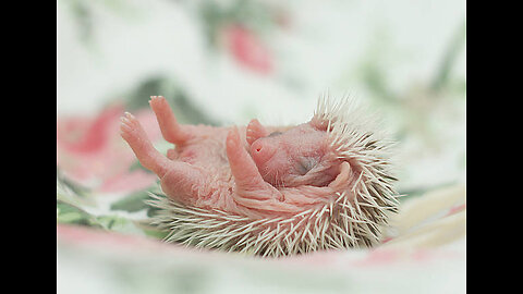 Little Hedgehog grown up during our tour to Uk