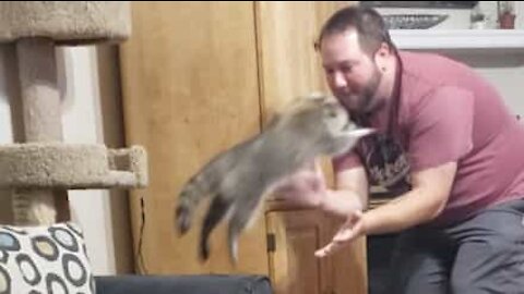 Raccoon performs somersaults for snacks