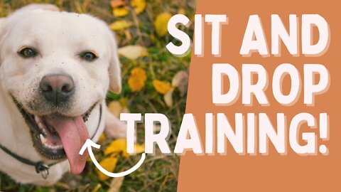 Teach Sit and Drop to Your Dog