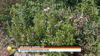 Melinda's Garden Moment - Growing and using less common herbs