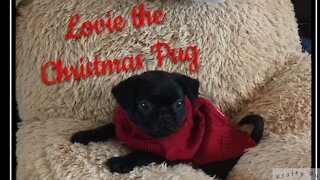 Surprise Pug Puppy for Christmas - Grab the tissues