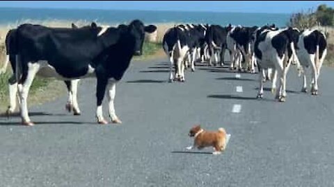 Ce chihuahua se prend pour un chien de berger