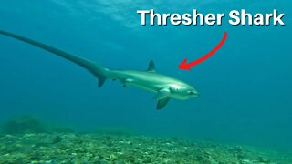 DIVING With THRESHER SHARKS on Malapascua Island