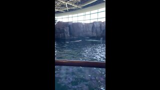 Beluga Whales at the Shedd Aquarium